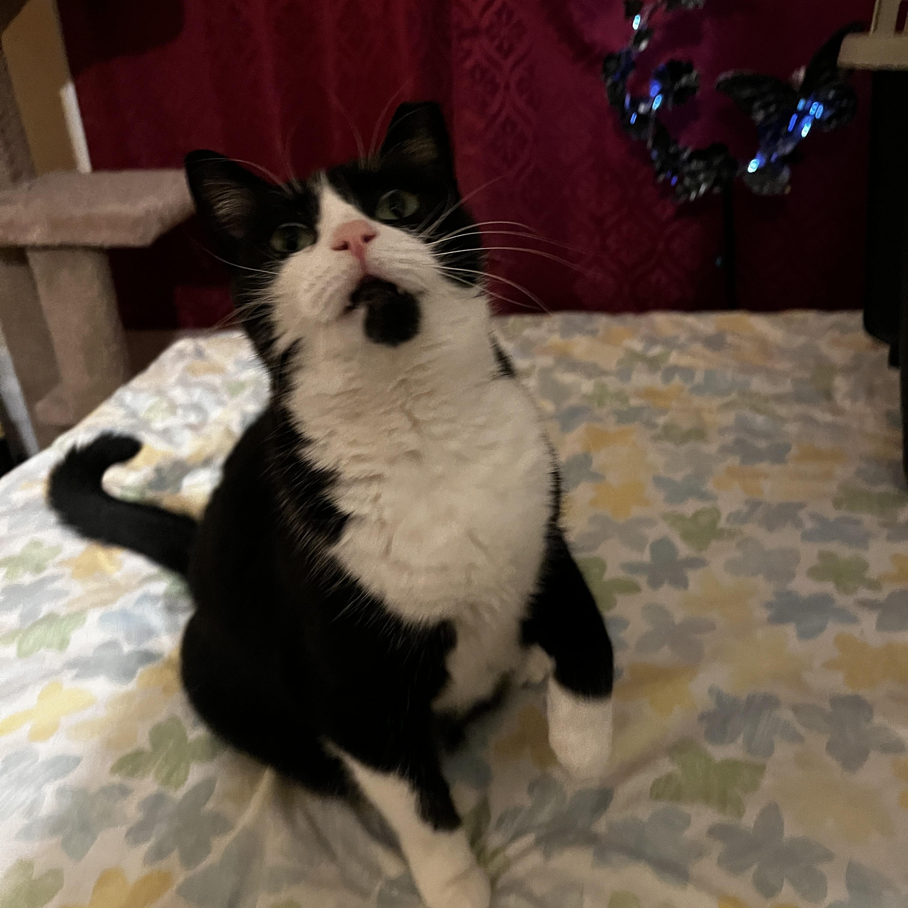 Enlarge Thelma, a Adoptable mixed breed in Greensboro, NC image 6/6