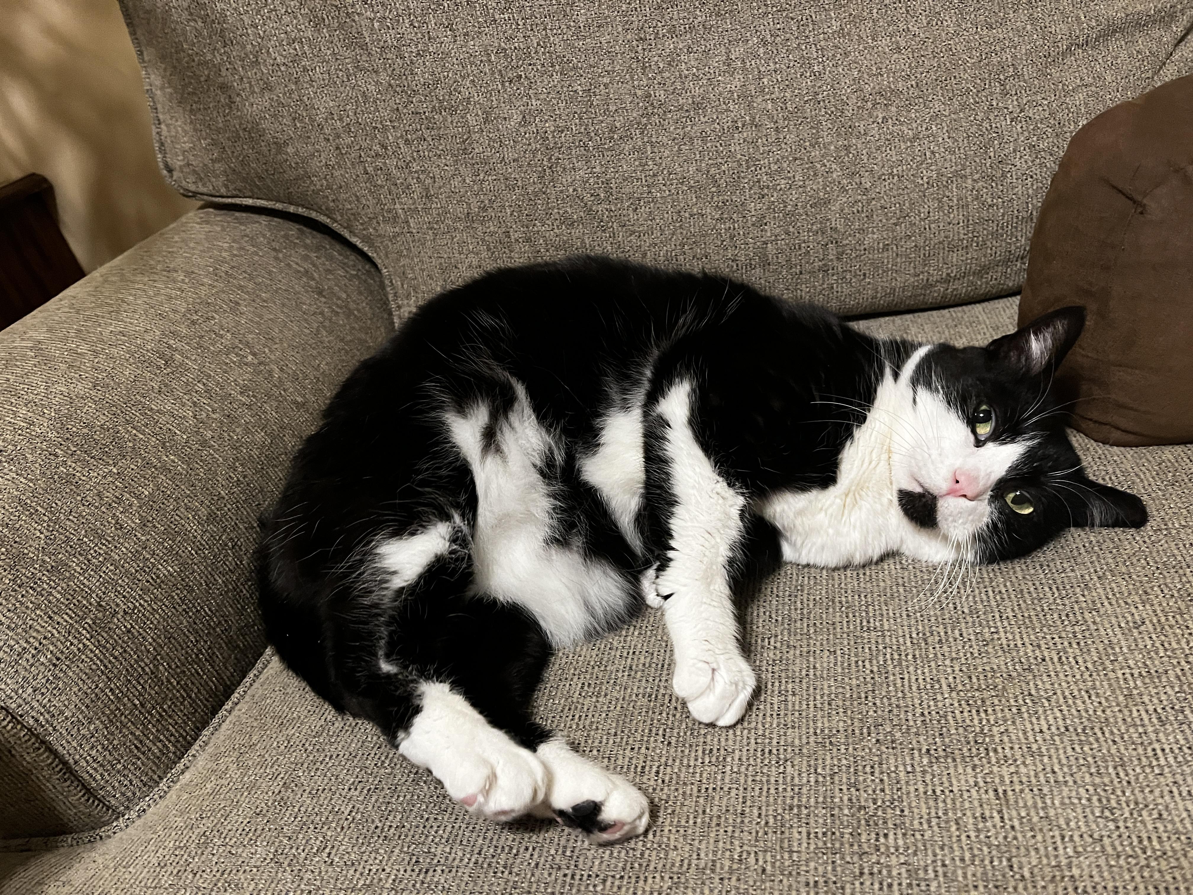 Enlarge Thelma, a Adoptable mixed breed in Greensboro, NC image 2/6