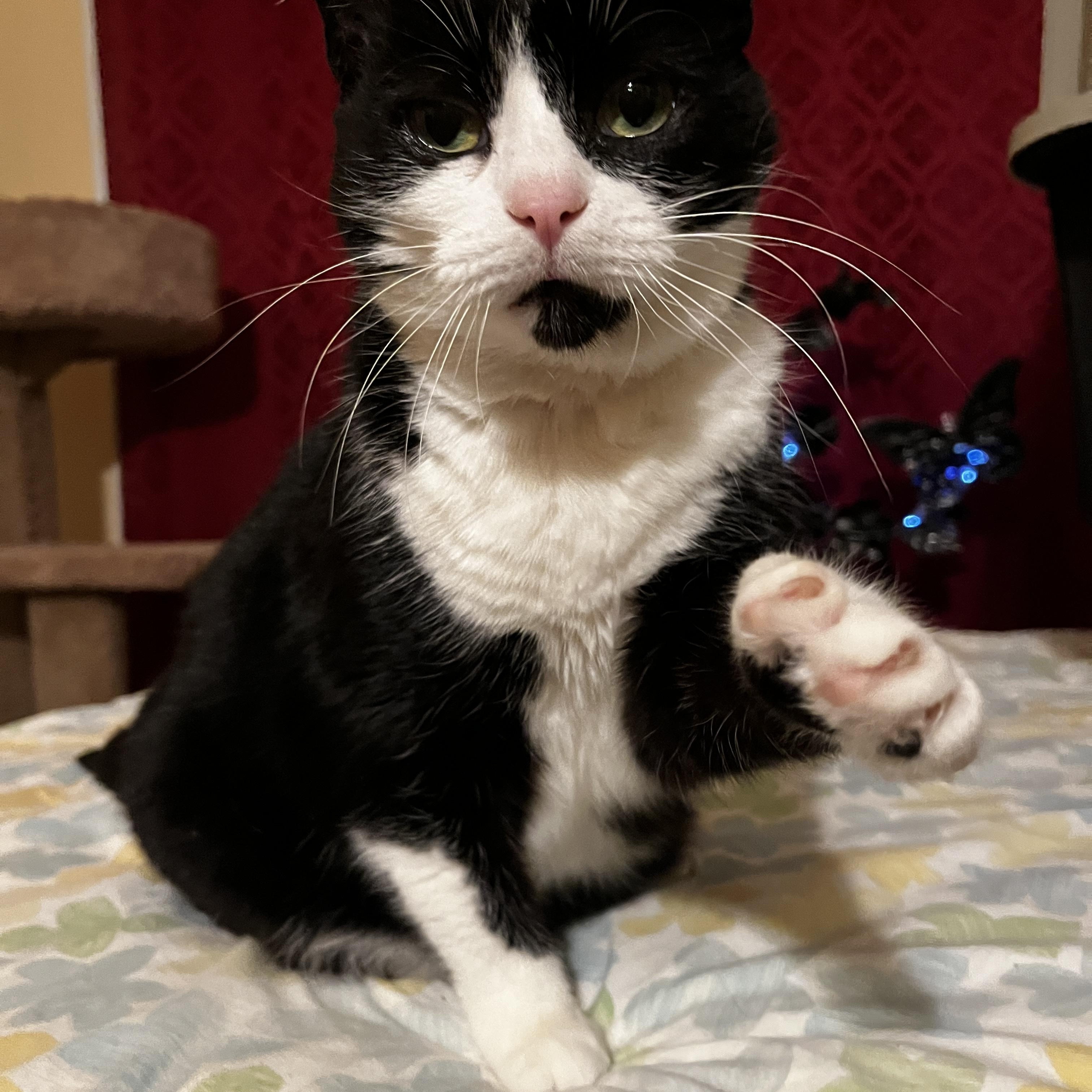 Thelma, Adoptable, Adult Female Domestic Short Hair & Tuxedo.