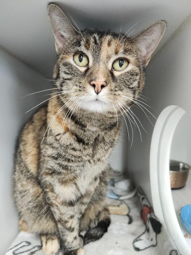 Bitsy, Adoptable, Senior Female Domestic Short Hair.