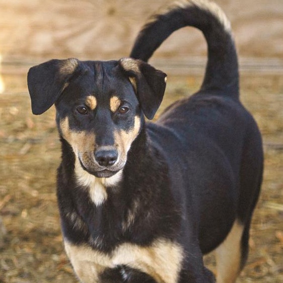 Enlarge Rebecca, a Adoptable mixed breed in LAMPASAS, TX image 2/5
