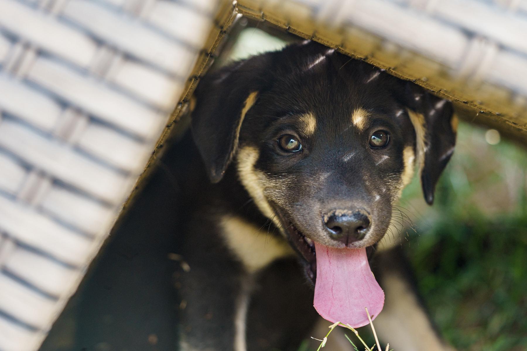 Enlarge Rebecca, a Adoptable mixed breed in LAMPASAS, TX image 4/5