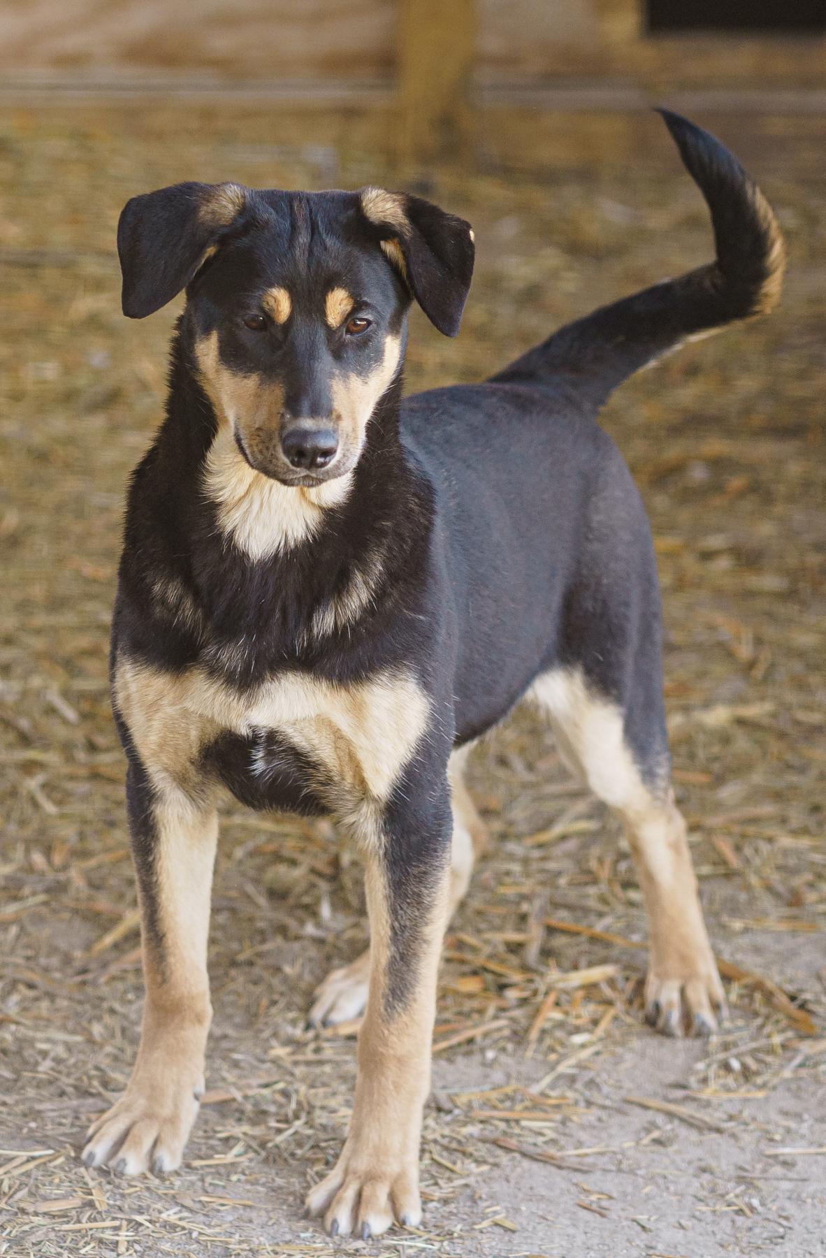 Enlarge Rebecca, a Adoptable mixed breed in LAMPASAS, TX image 3/5