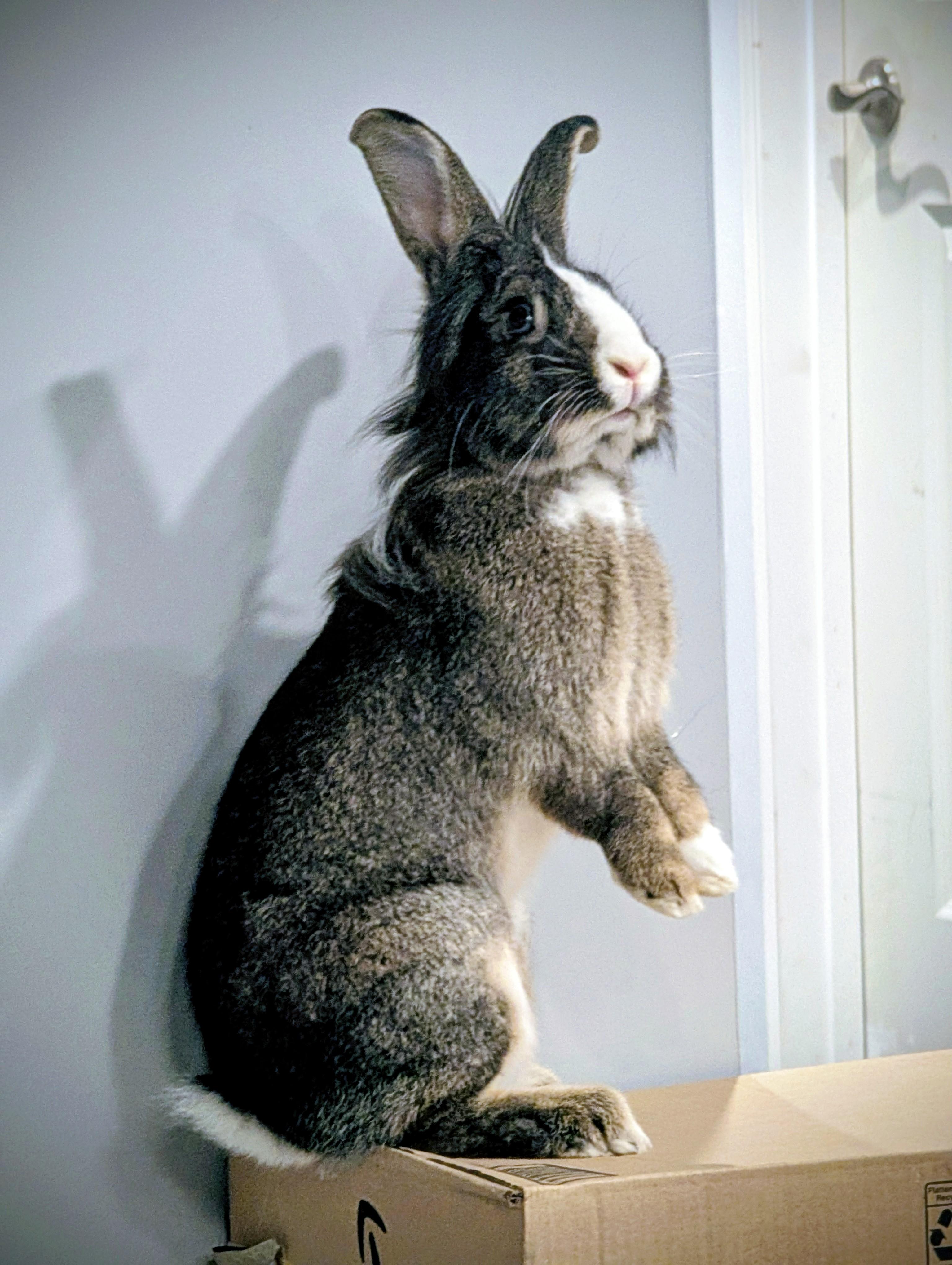 Kip & Strawberry, a Adoptable mixed breed in Winnipeg, MB image 3/5