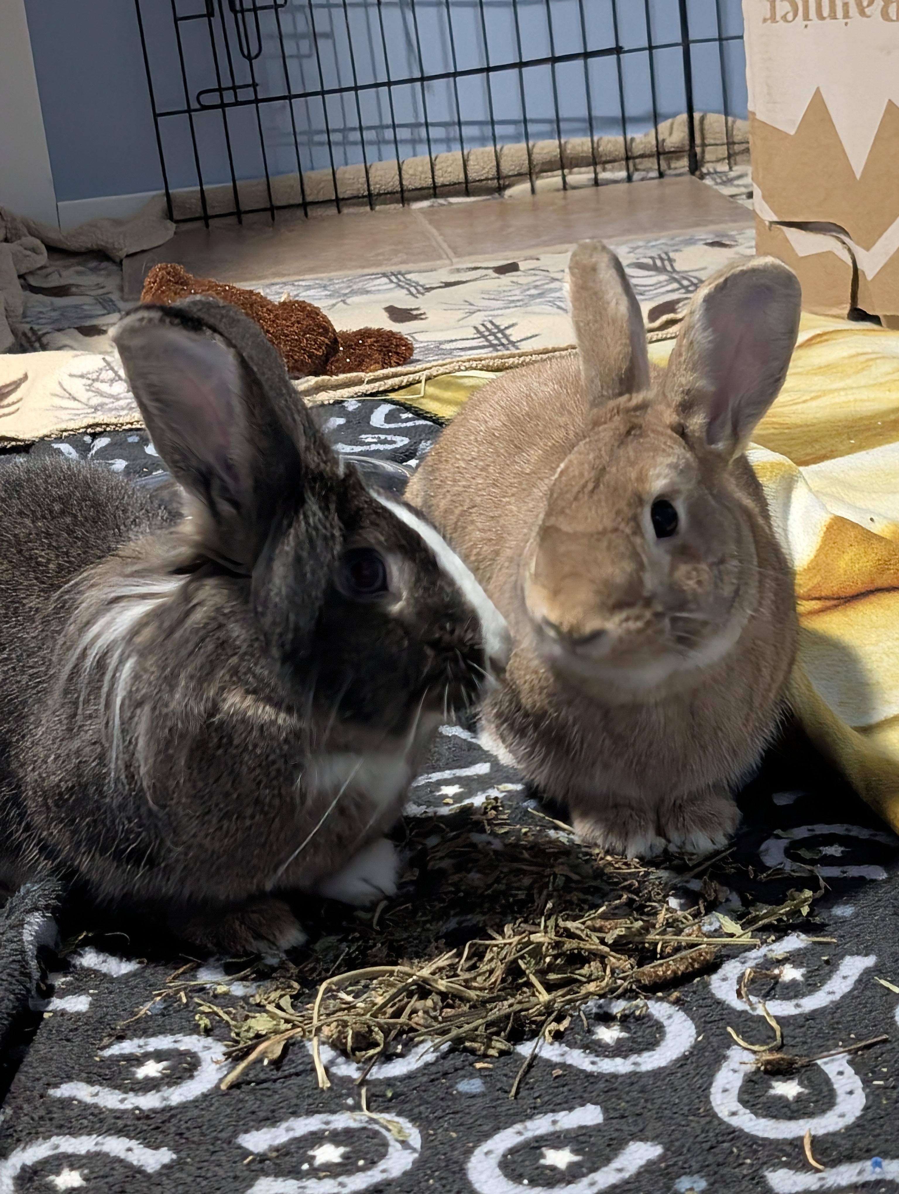 Kip & Strawberry, a Adoptable mixed breed in Winnipeg, MB image 1/5
