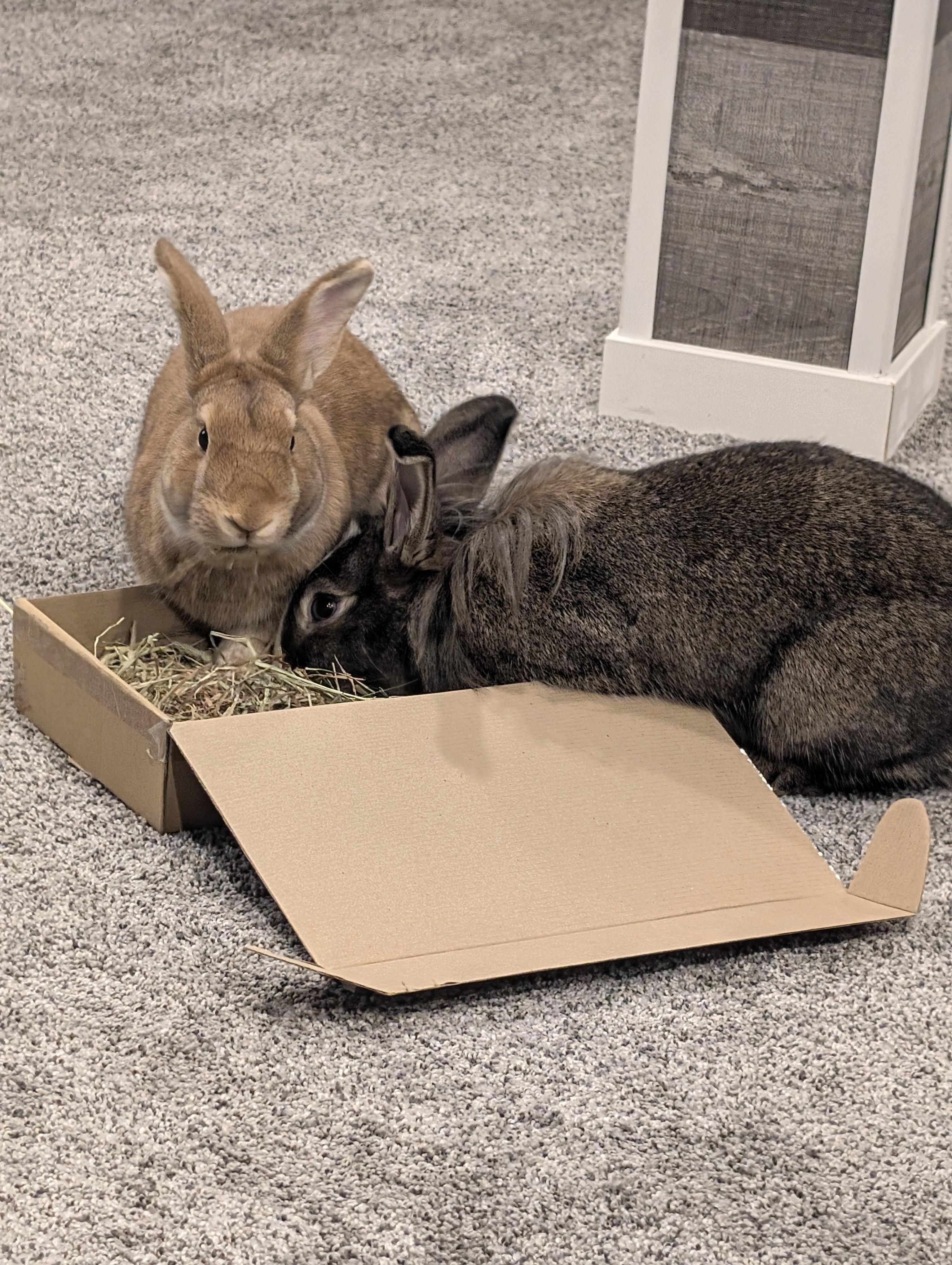 Kip & Strawberry, a Adoptable mixed breed in Winnipeg, MB image 2/5