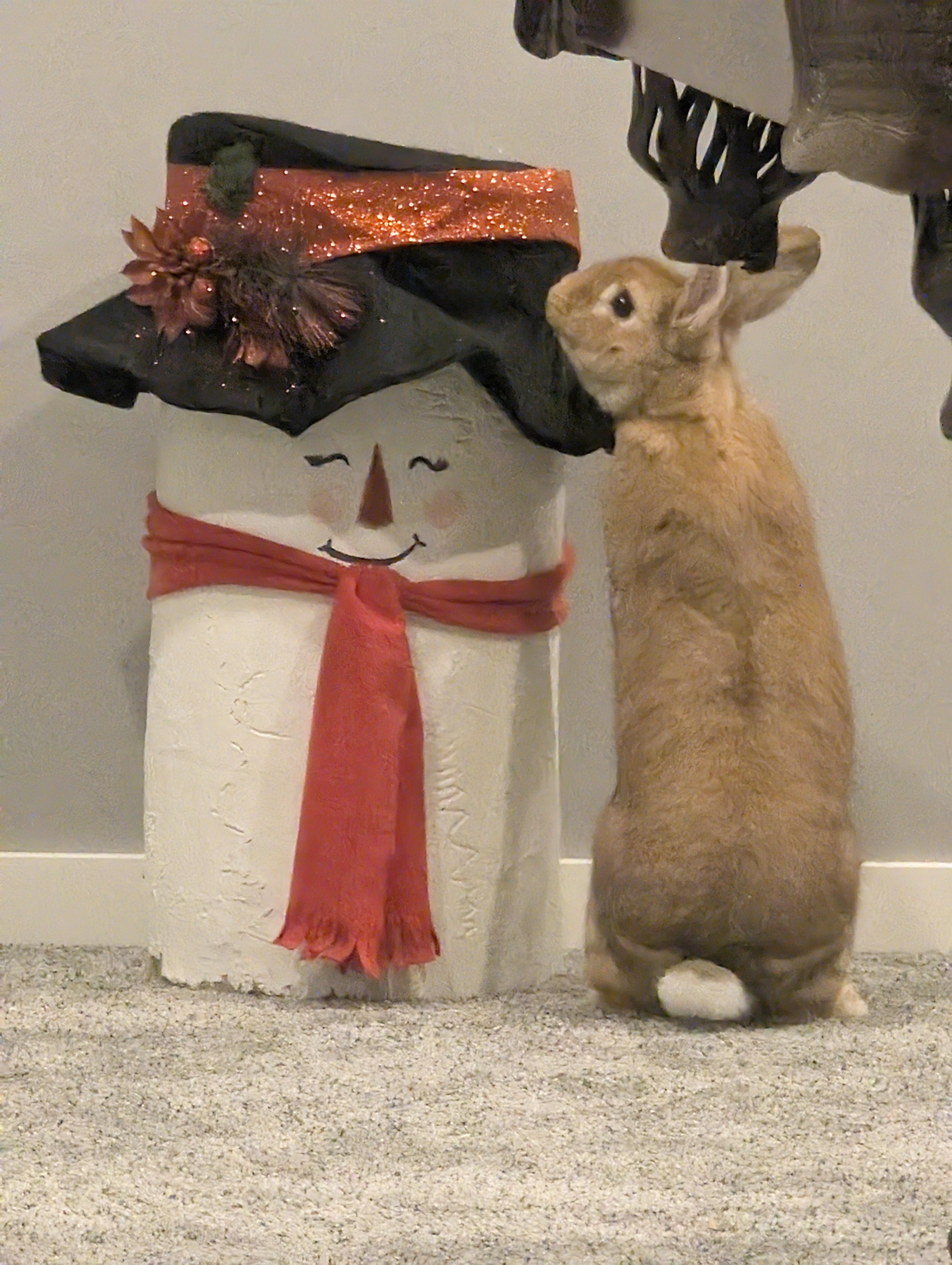 Kip & Strawberry, a Adoptable mixed breed in Winnipeg, MB image 4/5