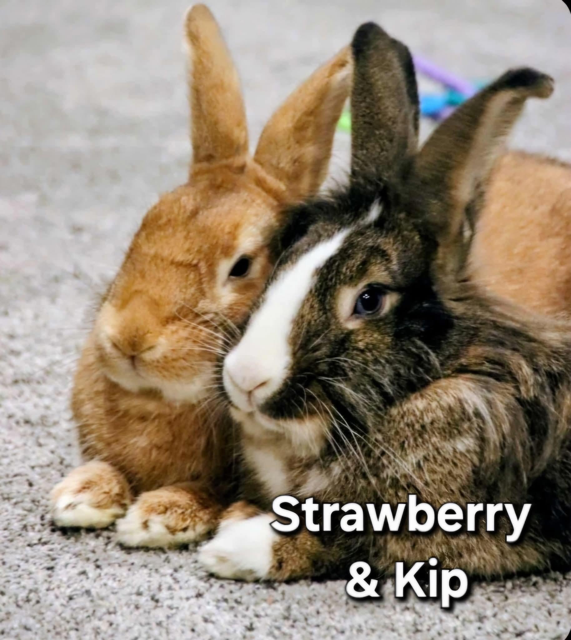 Kip & Strawberry, a Adoptable mixed breed in Winnipeg, MB image 5/5