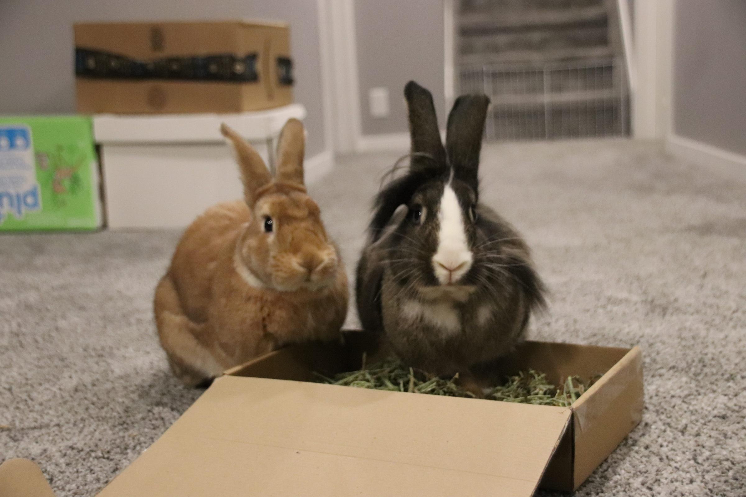 Kip & Strawberry, Adoptable, Adult Female Lionhead.