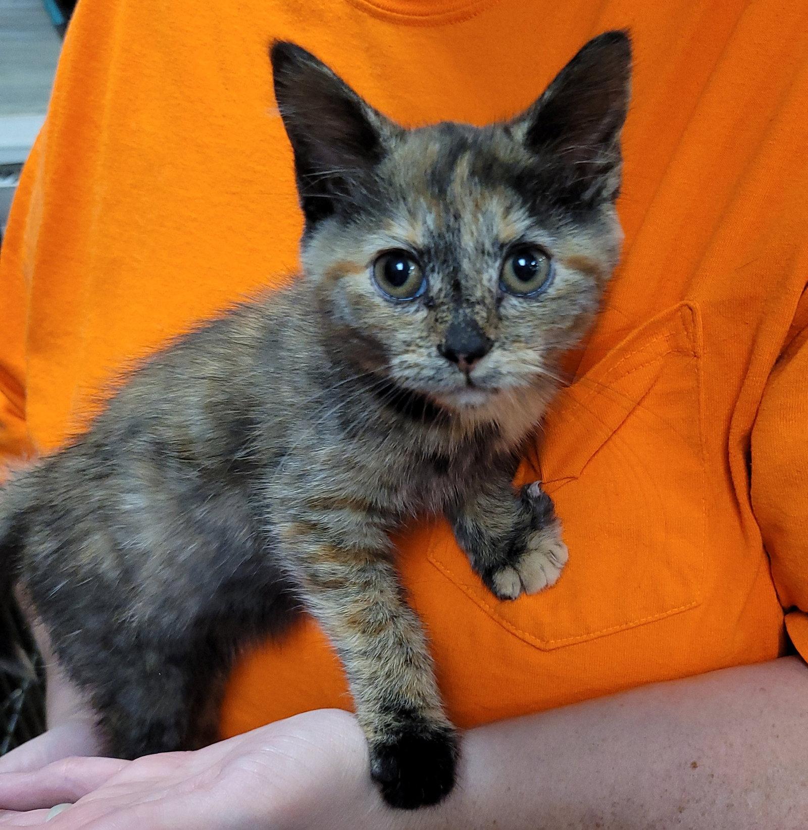 Mune, a Adoptable Domestic Short Hair in Akron, OH image 1/2