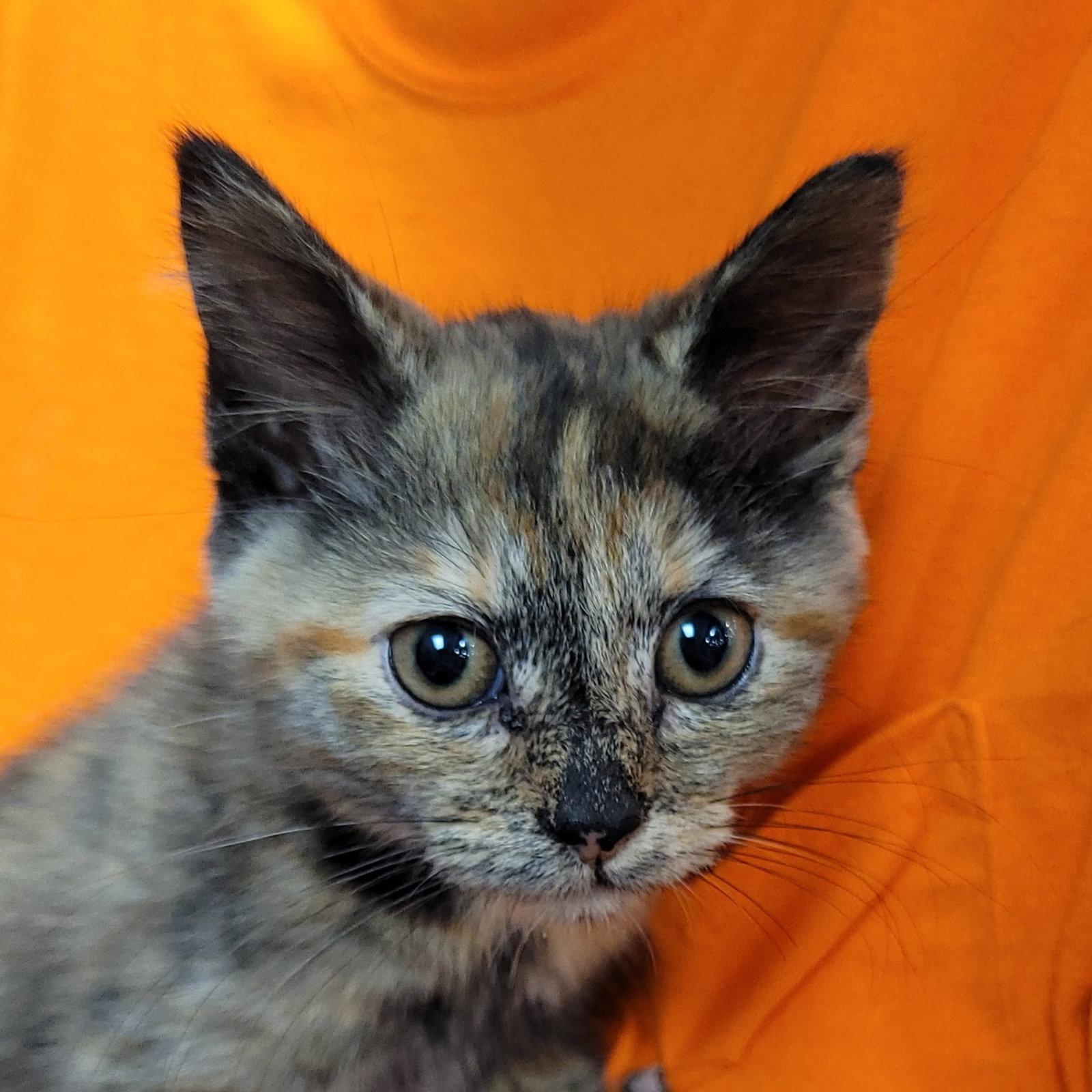 Mune, a Adoptable Domestic Short Hair in Akron, OH image 2/2
