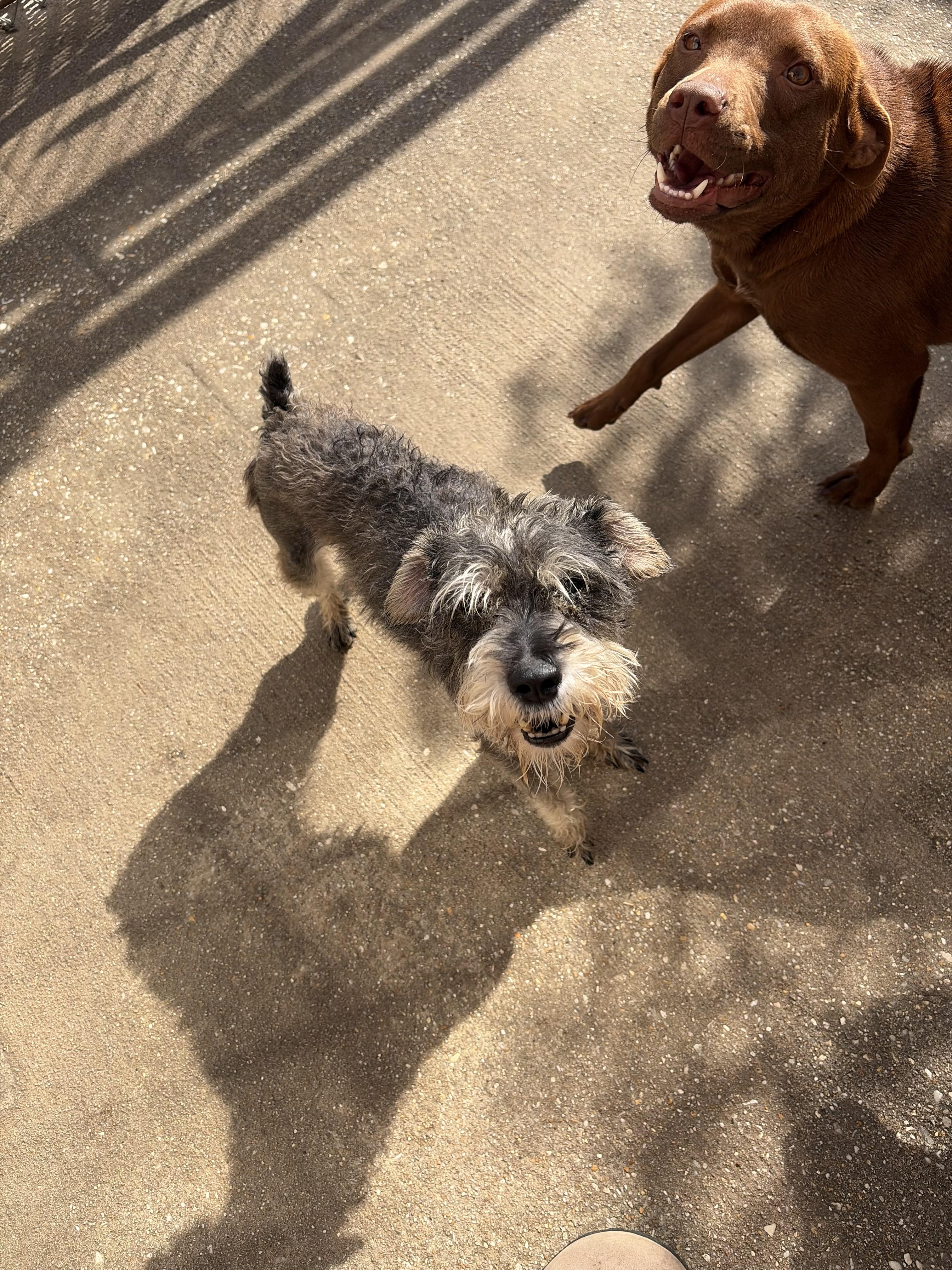 Honey, Adoptable, Adult Female Miniature Schnauzer.