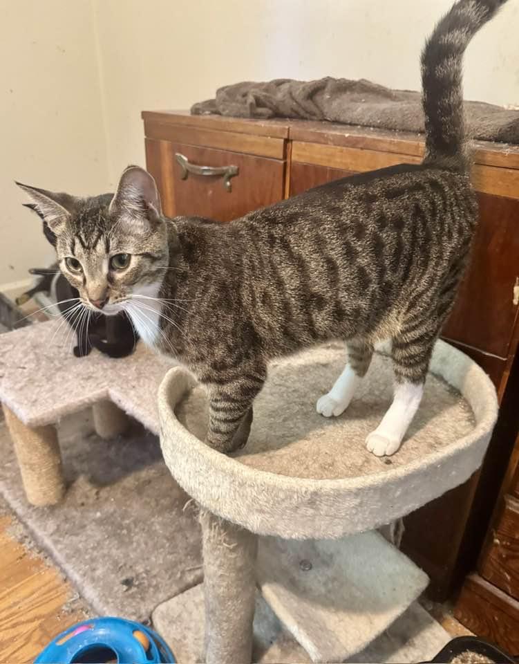 Enlarge Duncan, a Adoptable Tabby in Columbia, SC image 2/5