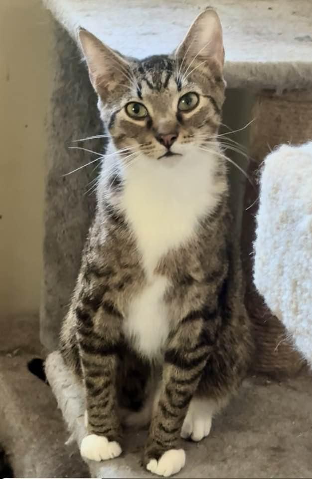 Enlarge Duncan, a Adoptable Tabby in Columbia, SC image 5/5