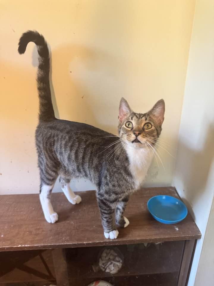 Enlarge Duncan, a Adoptable Tabby in Columbia, SC image 1/5