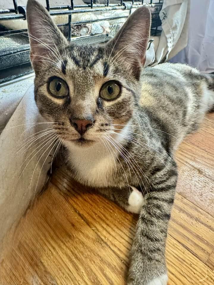 Enlarge Duncan, a Adoptable Tabby in Columbia, SC image 4/5