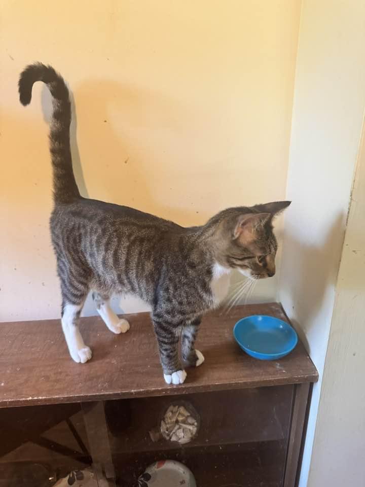 Enlarge Duncan, a Adoptable Tabby in Columbia, SC image 3/5