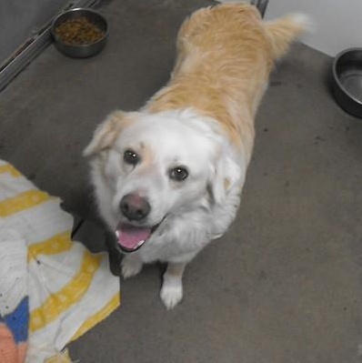 Keto (3922A), Adoptable, Adult Male Australian Shepherd & Chow Chow.