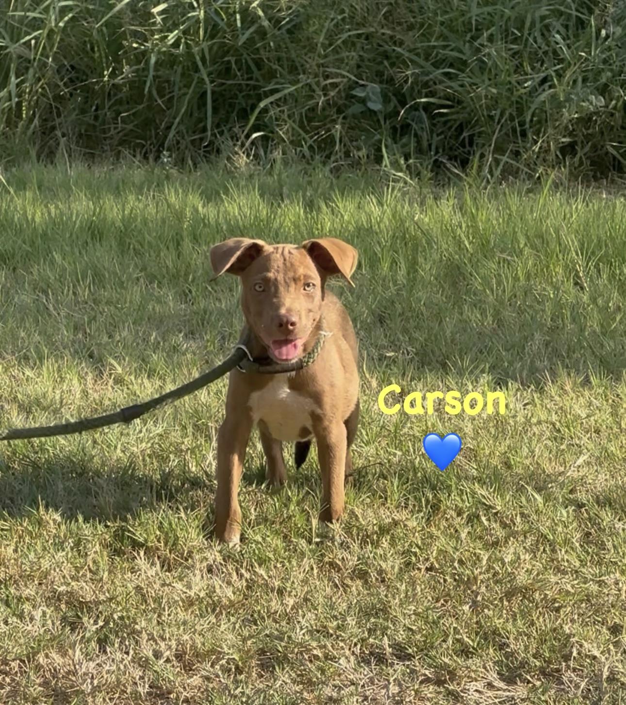 Enlarge Carson, a Adoptable mixed breed in West Islip, NY image 4/5