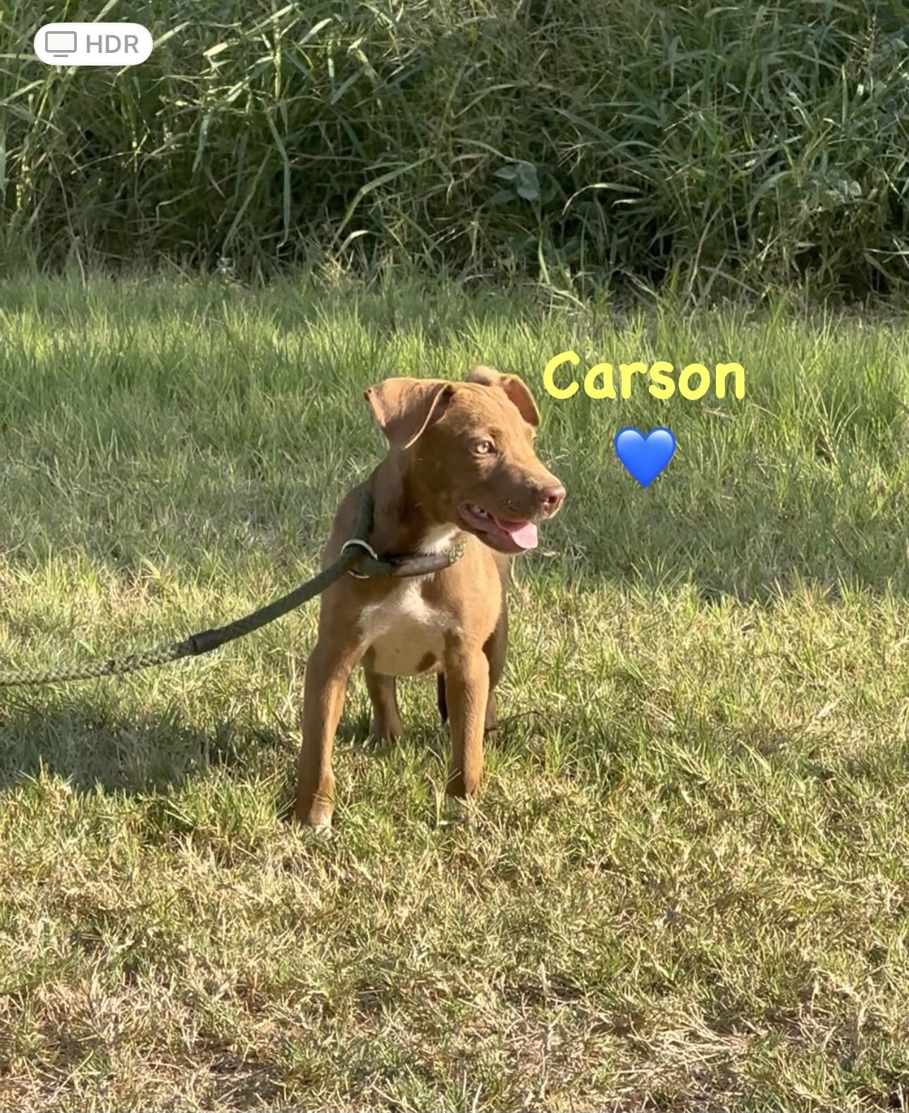 Enlarge Carson, a Adoptable mixed breed in West Islip, NY image 3/5