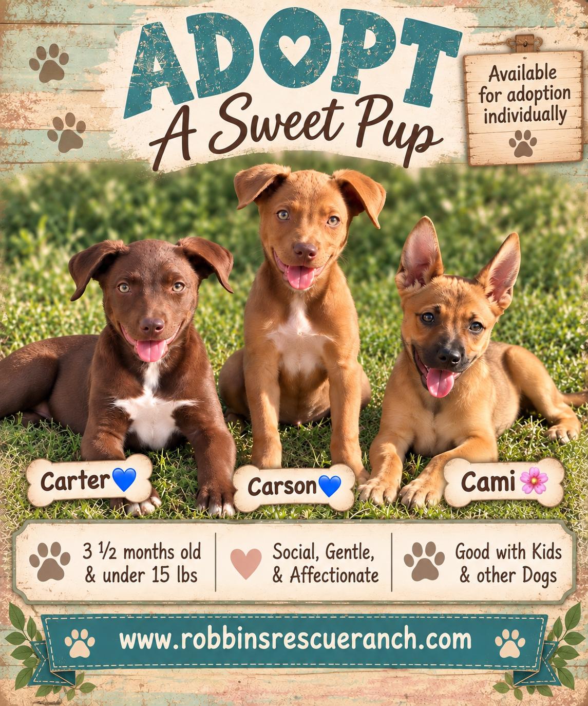 Enlarge Carson, a Adoptable mixed breed in West Islip, NY image 2/5
