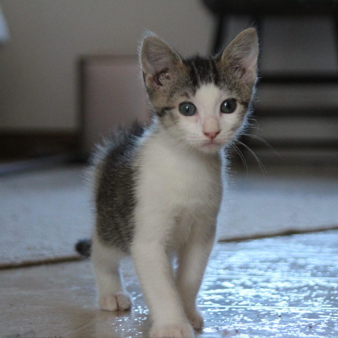 Enlarge Topaz, a Adopted Domestic Short Hair in Berkeley Springs, WV image 1/5