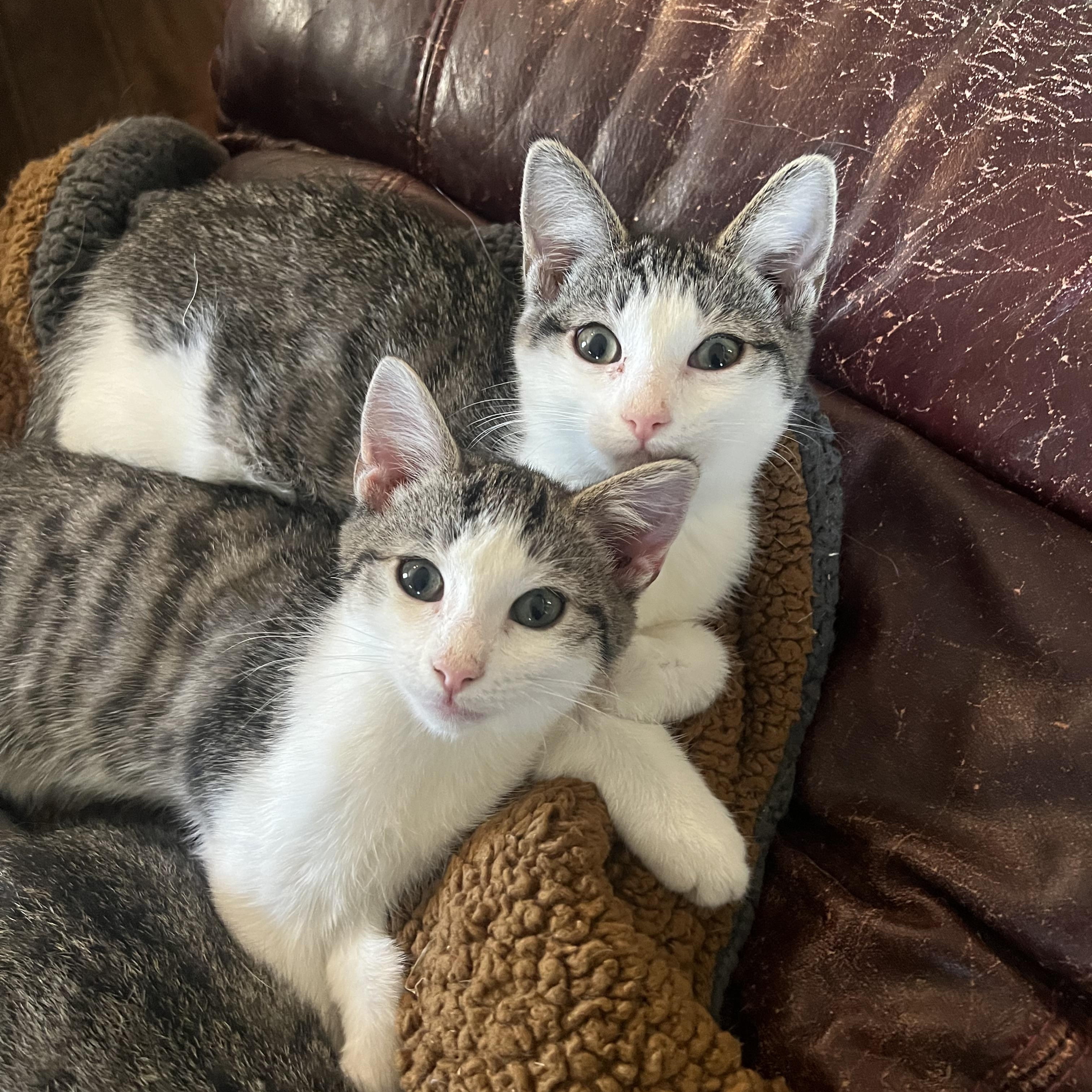 Enlarge Topaz, a Adopted Domestic Short Hair in Berkeley Springs, WV image 2/5