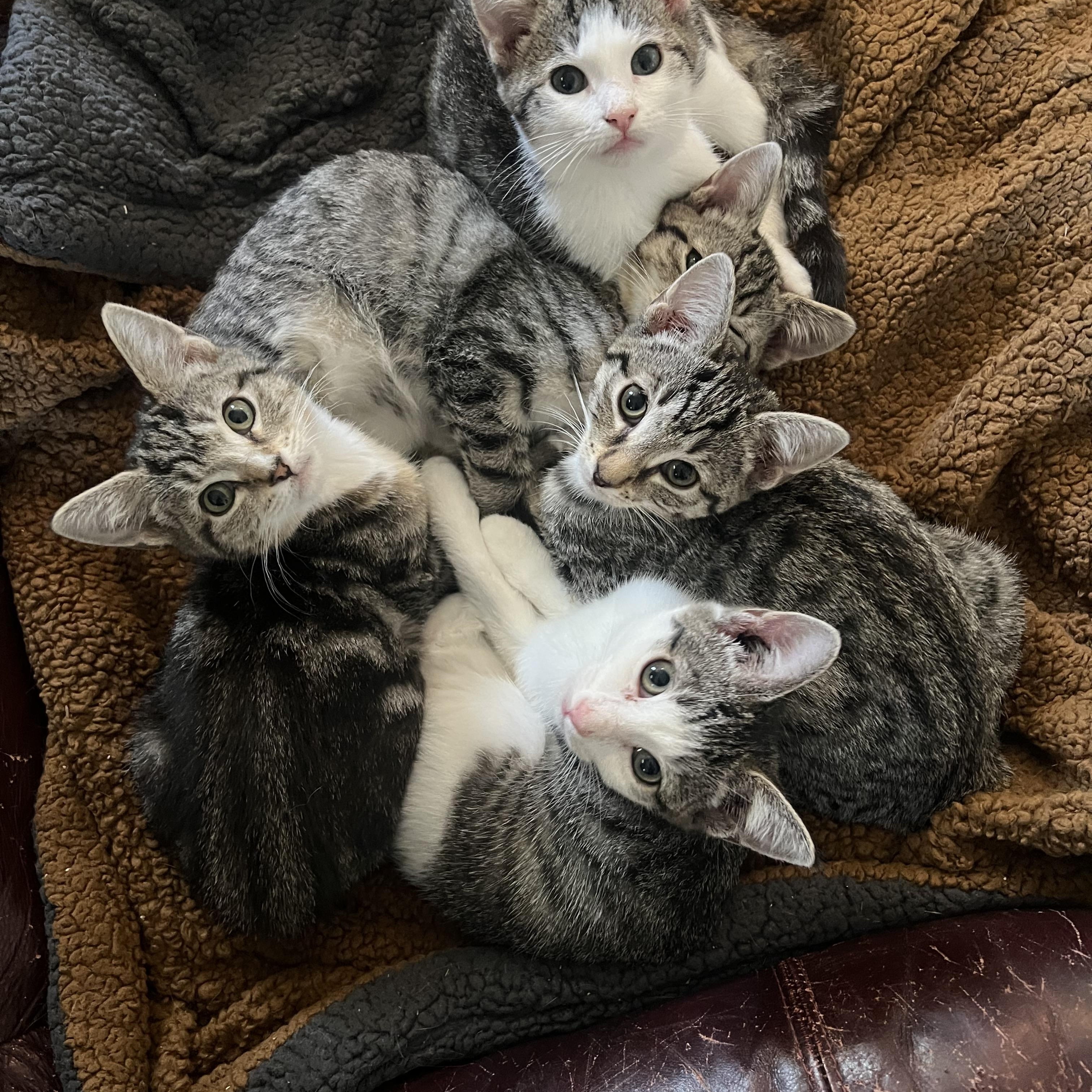 Enlarge Topaz, a Adopted Domestic Short Hair in Berkeley Springs, WV image 3/5