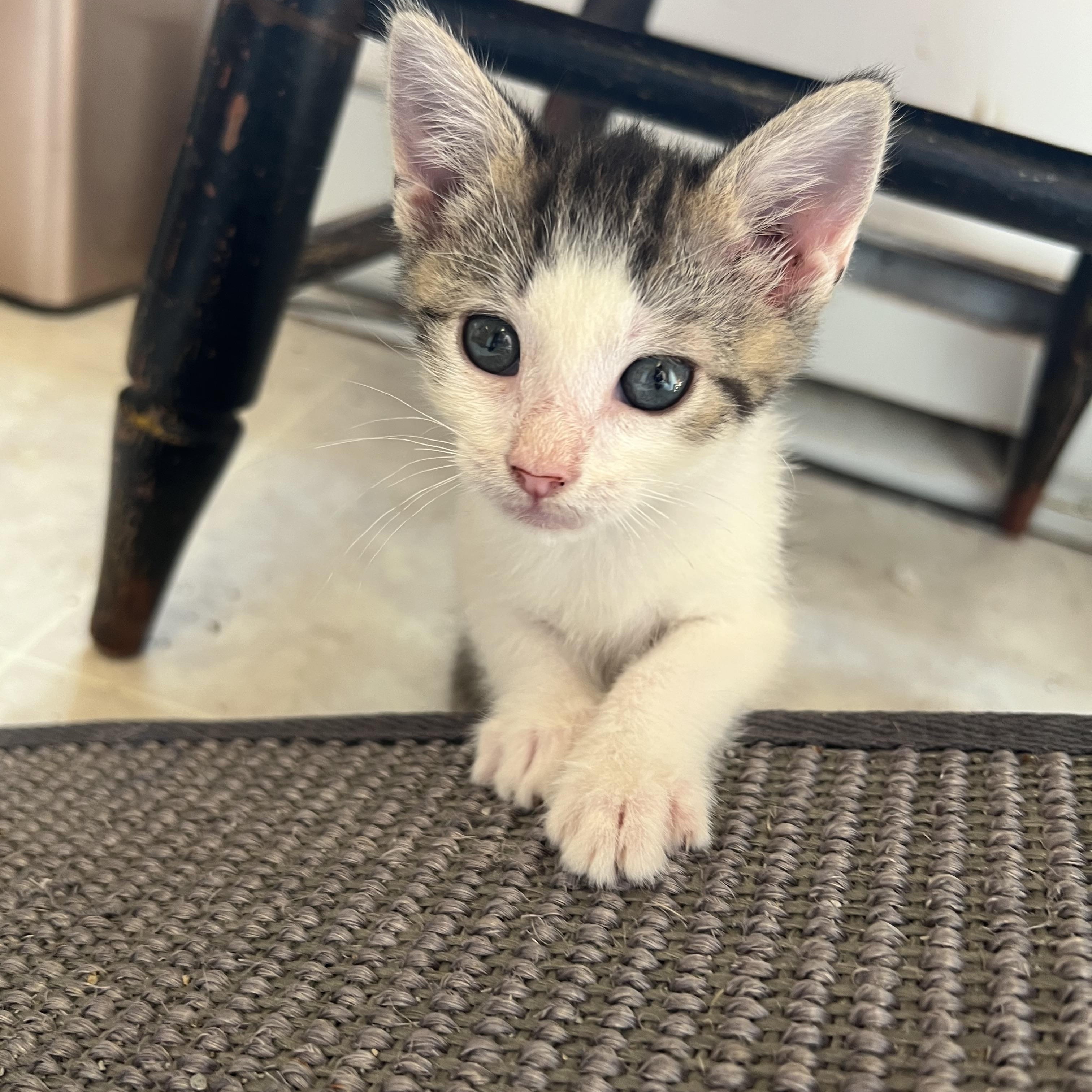 Enlarge Topaz, a Adopted Domestic Short Hair in Berkeley Springs, WV image 5/5