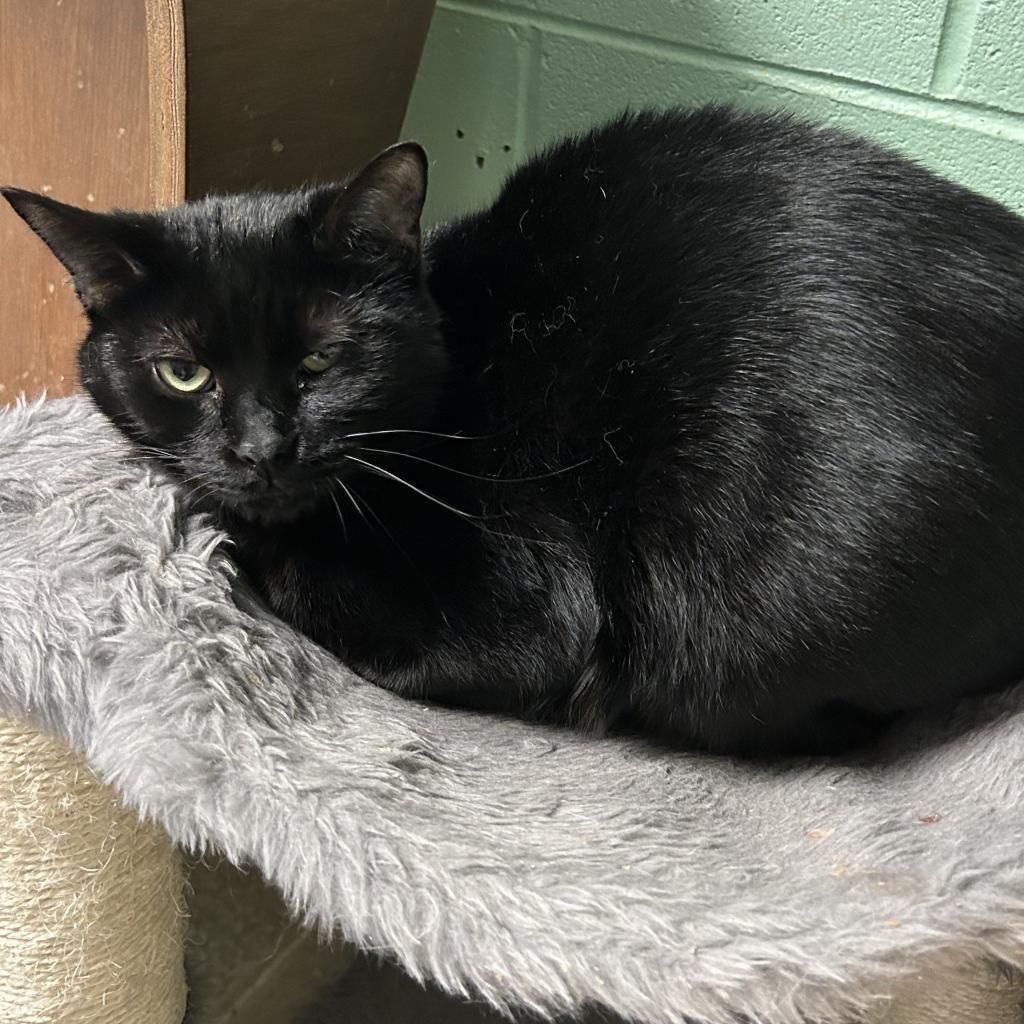 Castiel, Adoptable, Adult Male Domestic Short Hair.