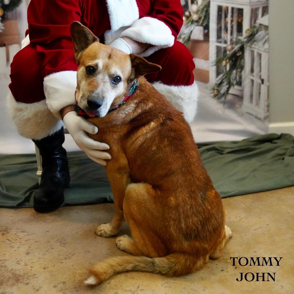 Enlarge Tommy John, a Adoptable Mixed Breed in Tanner, AL image 2/2