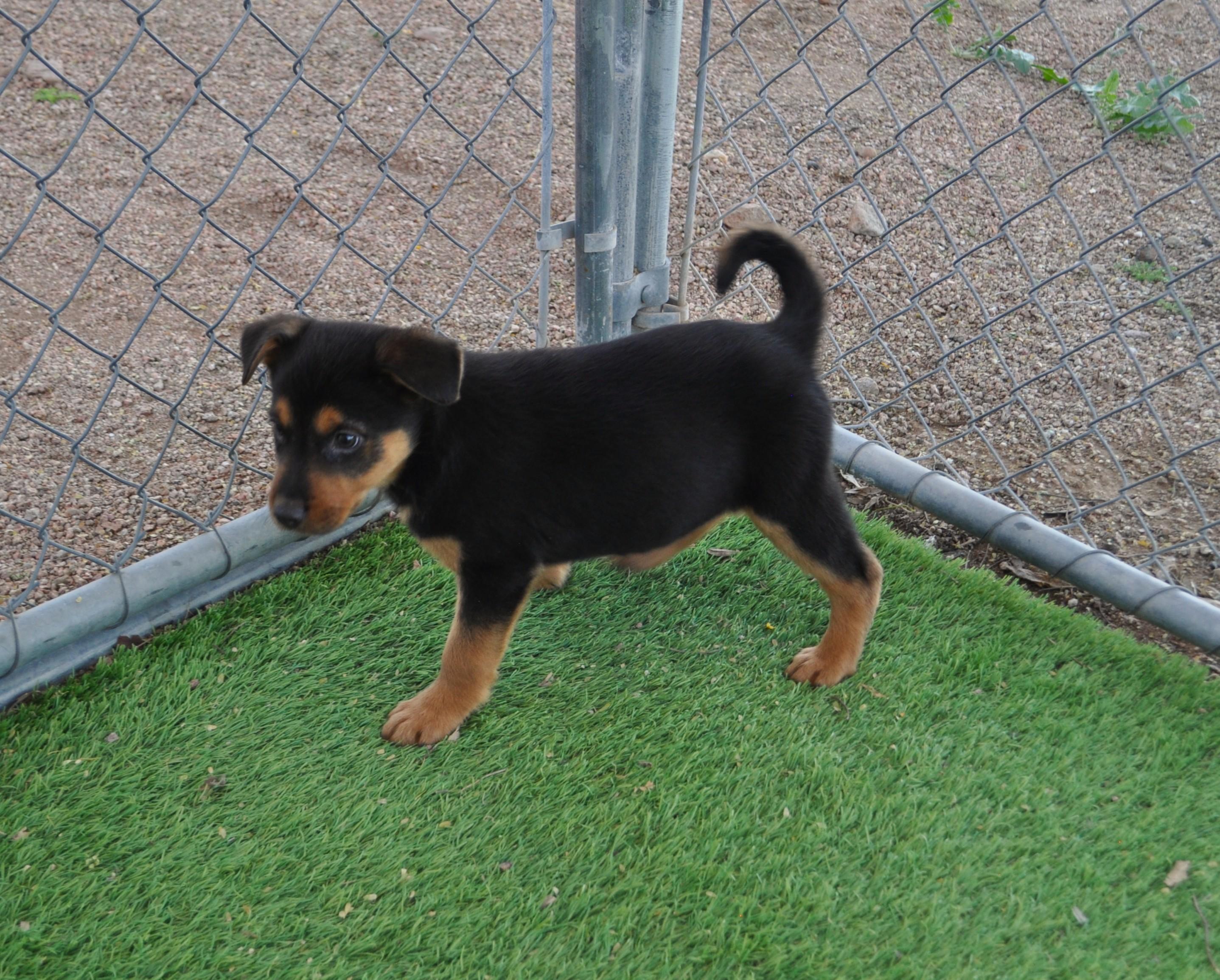 Slippers, ADOPTABLE, Puppy Female Labrador Retriever & German Shepherd Dog.