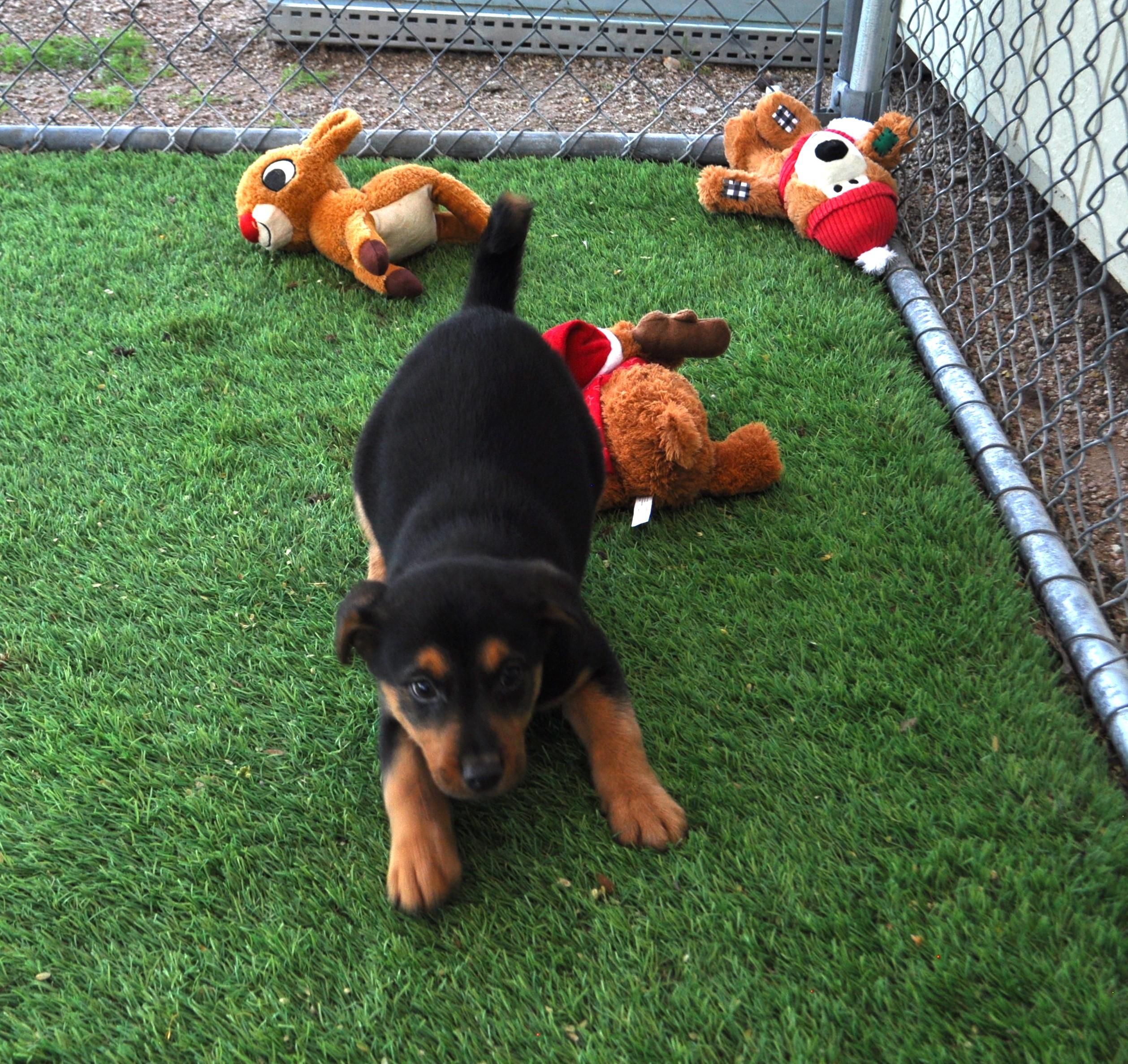 Slippers, a ADOPTABLE mixed breed in Apache Junction, AZ image 3/4