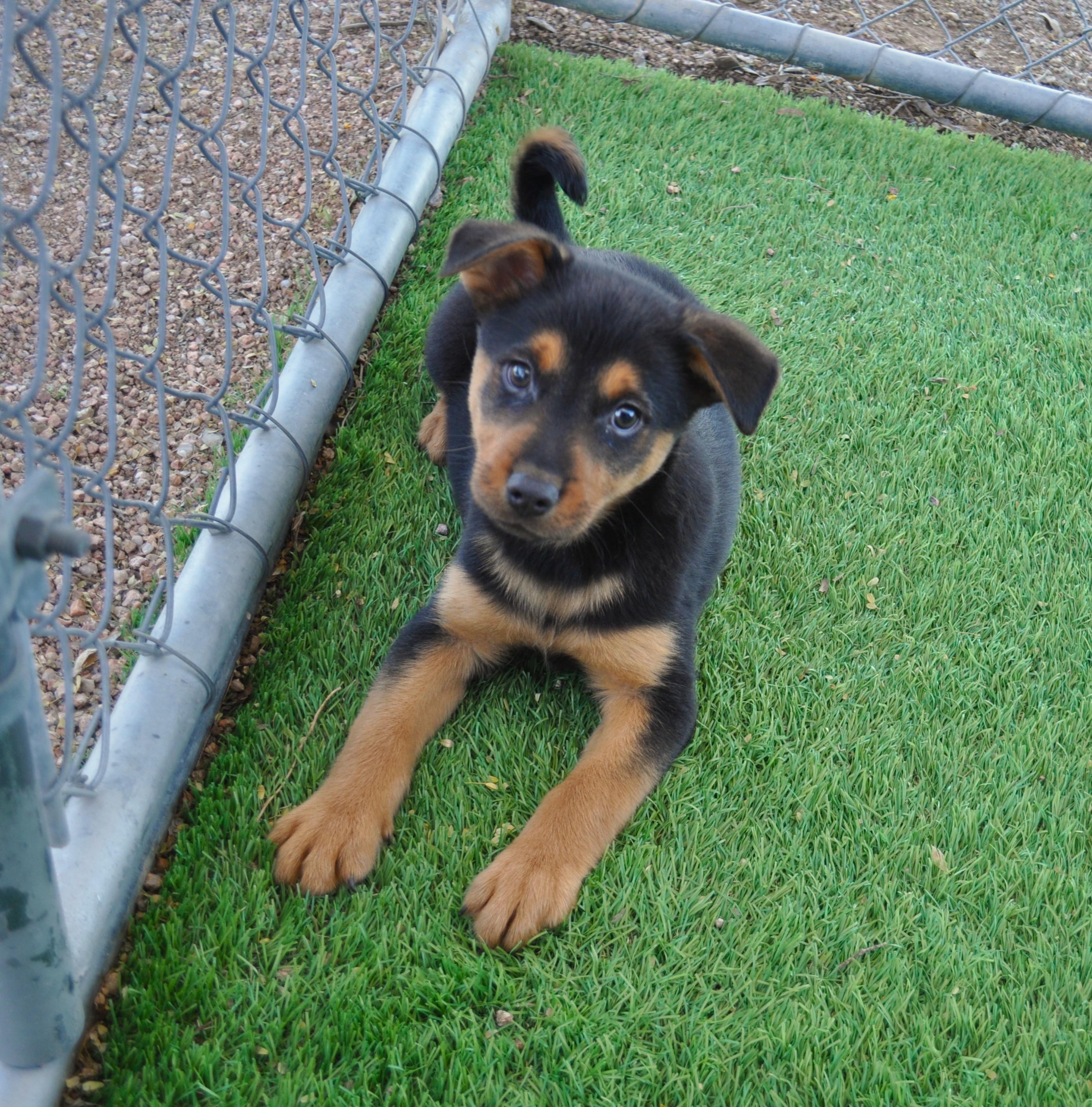 Slippers, a ADOPTABLE mixed breed in Apache Junction, AZ image 4/4