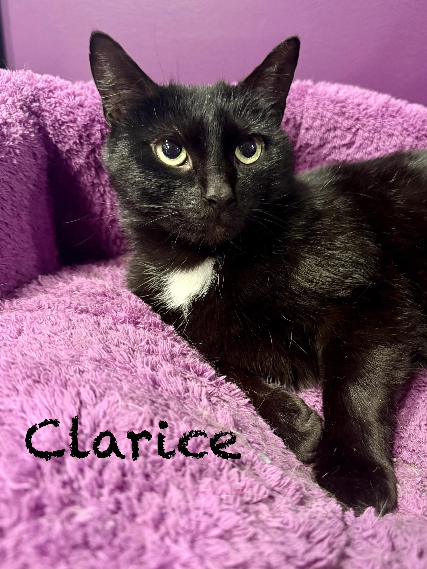 Clarice feLV+, a ADOPTABLE Domestic Short Hair in Frewsburg, NY image 3/3