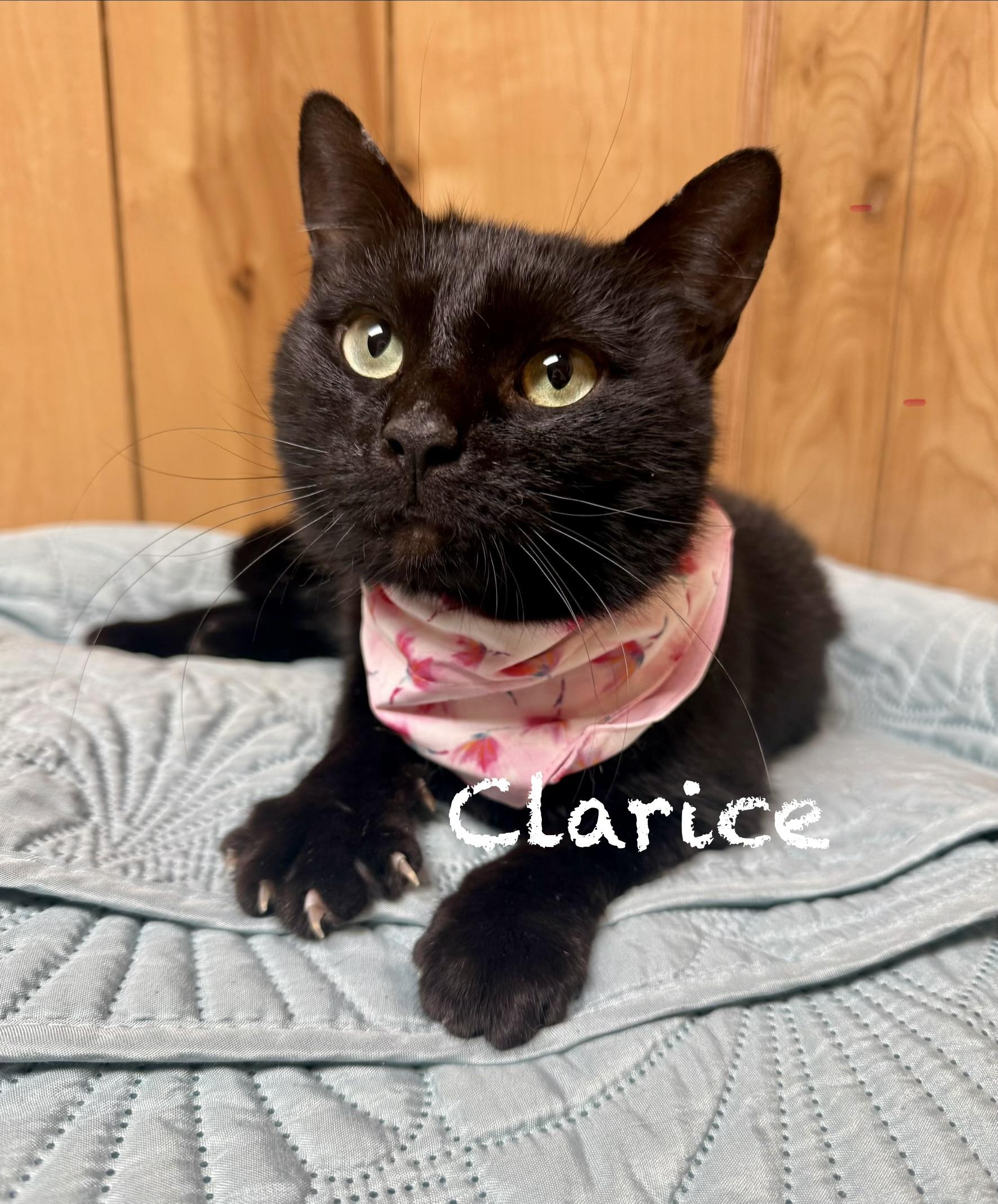 Enlarge Clarice, a ADOPTABLE Domestic Short Hair in Frewsburg, NY image 1/2