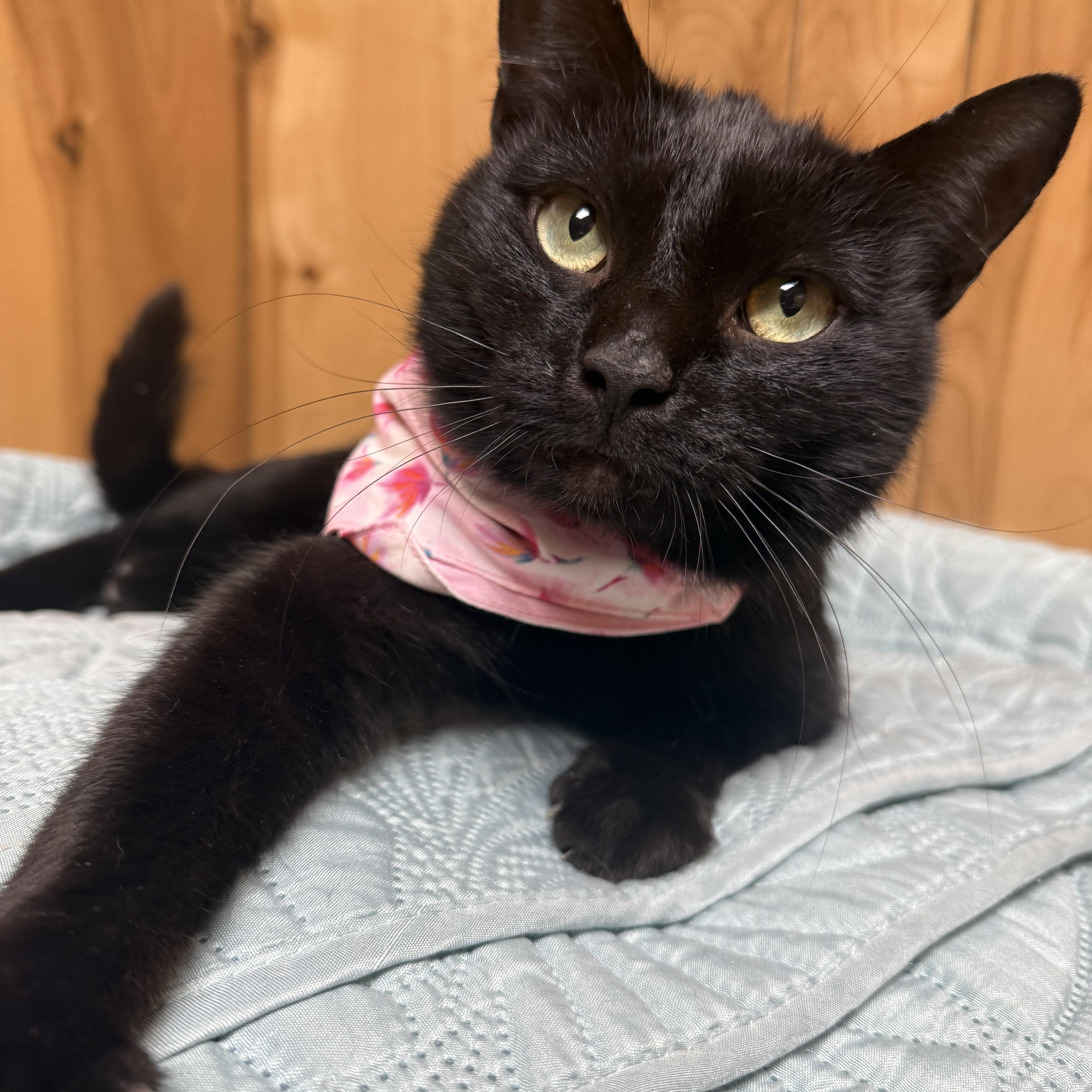 Enlarge Clarice, a ADOPTABLE Domestic Short Hair in Frewsburg, NY image 2/2