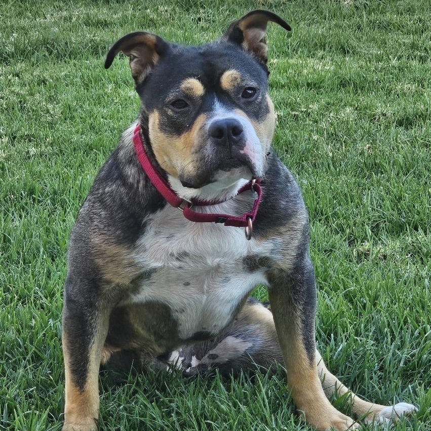 Petunia, Adoptable, Young Female American Staffordshire Terrier.