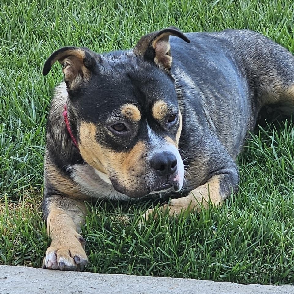 Enlarge Petunia, a Adoptable mixed breed in Whittier, CA image 2/2