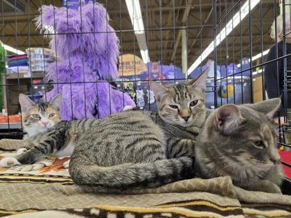 Shinju (Japanese Litter)