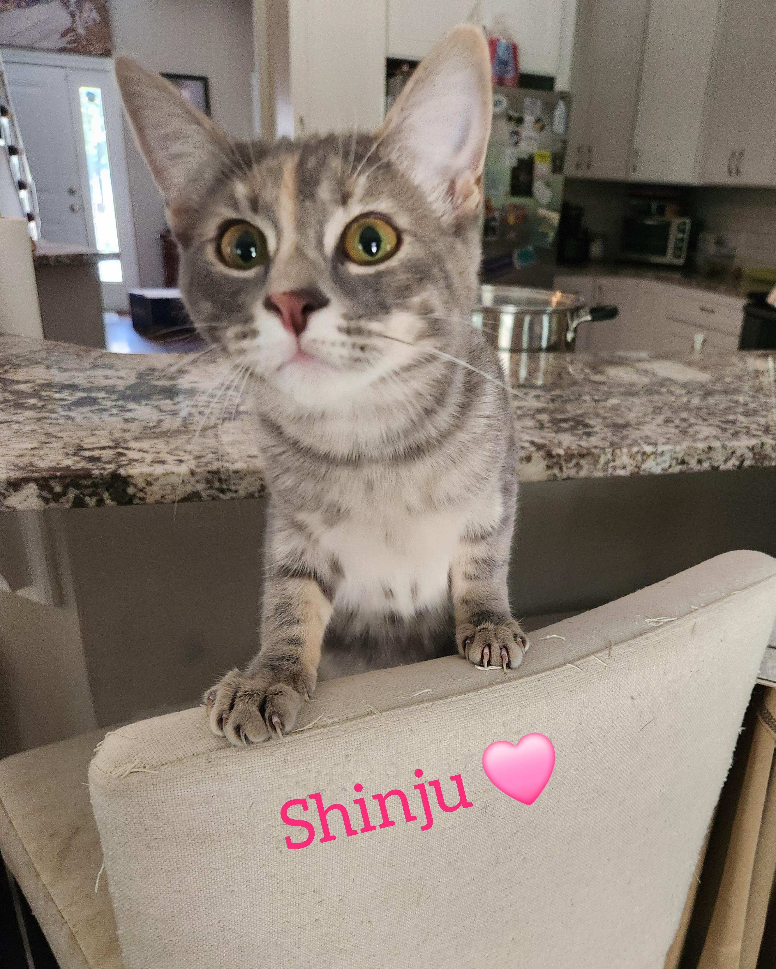 Shinju (Japanese Litter), Adoptable, Young Female Domestic Short Hair.