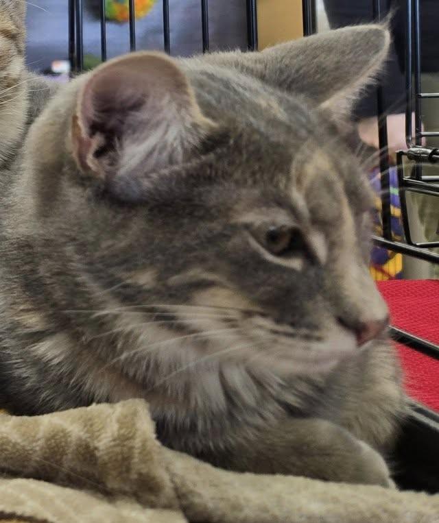 Shinju (Japanese Litter)