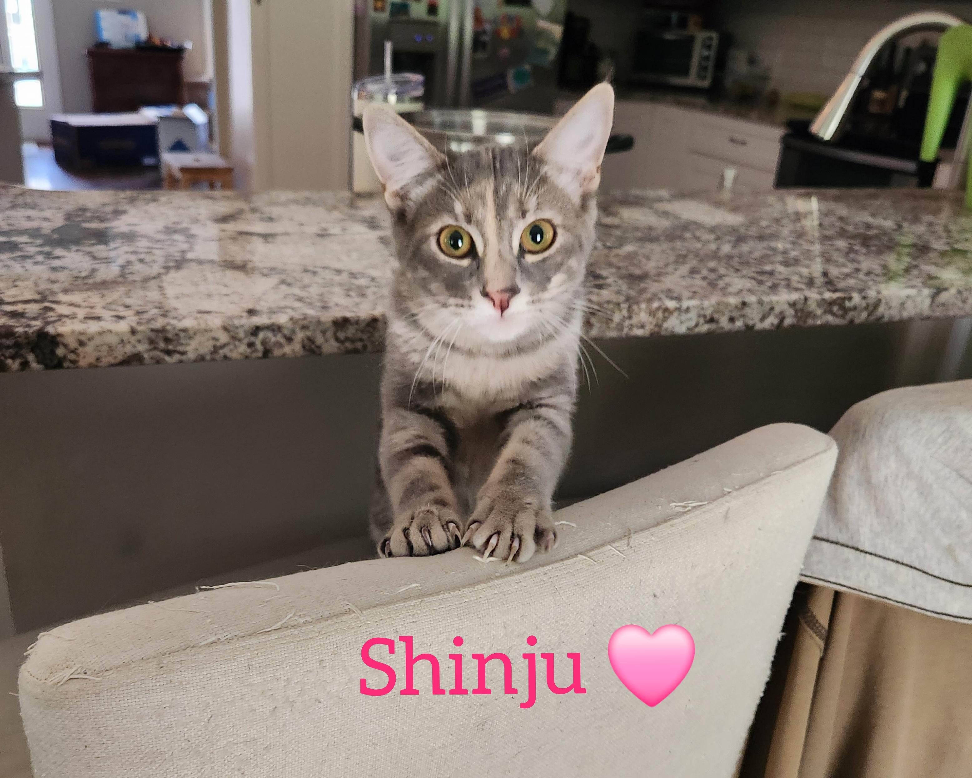 Enlarge Shinju (Japanese Litter), a Adoptable mixed breed in Baltimore, MD image 2/4