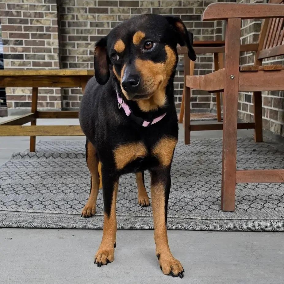 Enlarge Cocoa, a ADOPTABLE mixed breed in Polk, OH image 4/4