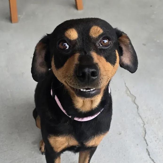 Enlarge Cocoa, a ADOPTABLE mixed breed in Polk, OH image 2/4