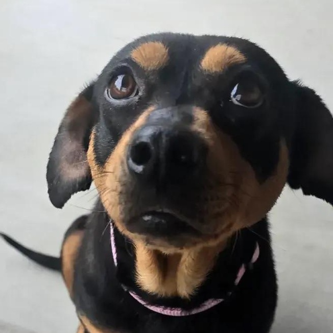 Enlarge Cocoa, a ADOPTABLE mixed breed in Polk, OH image 3/4