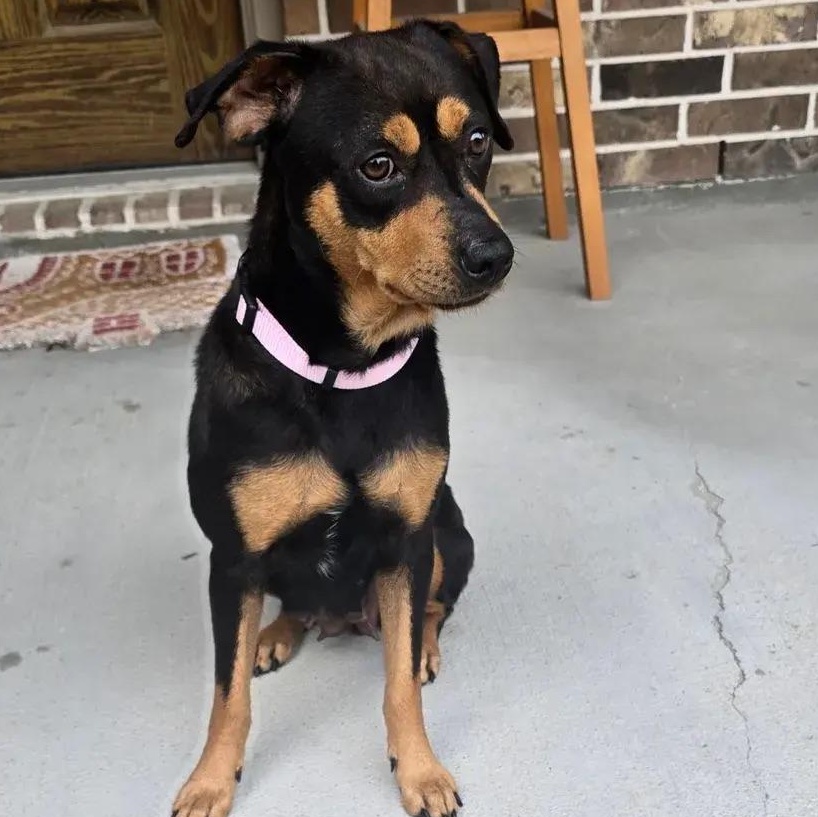Enlarge Cocoa, a ADOPTABLE mixed breed in Polk, OH image 1/4