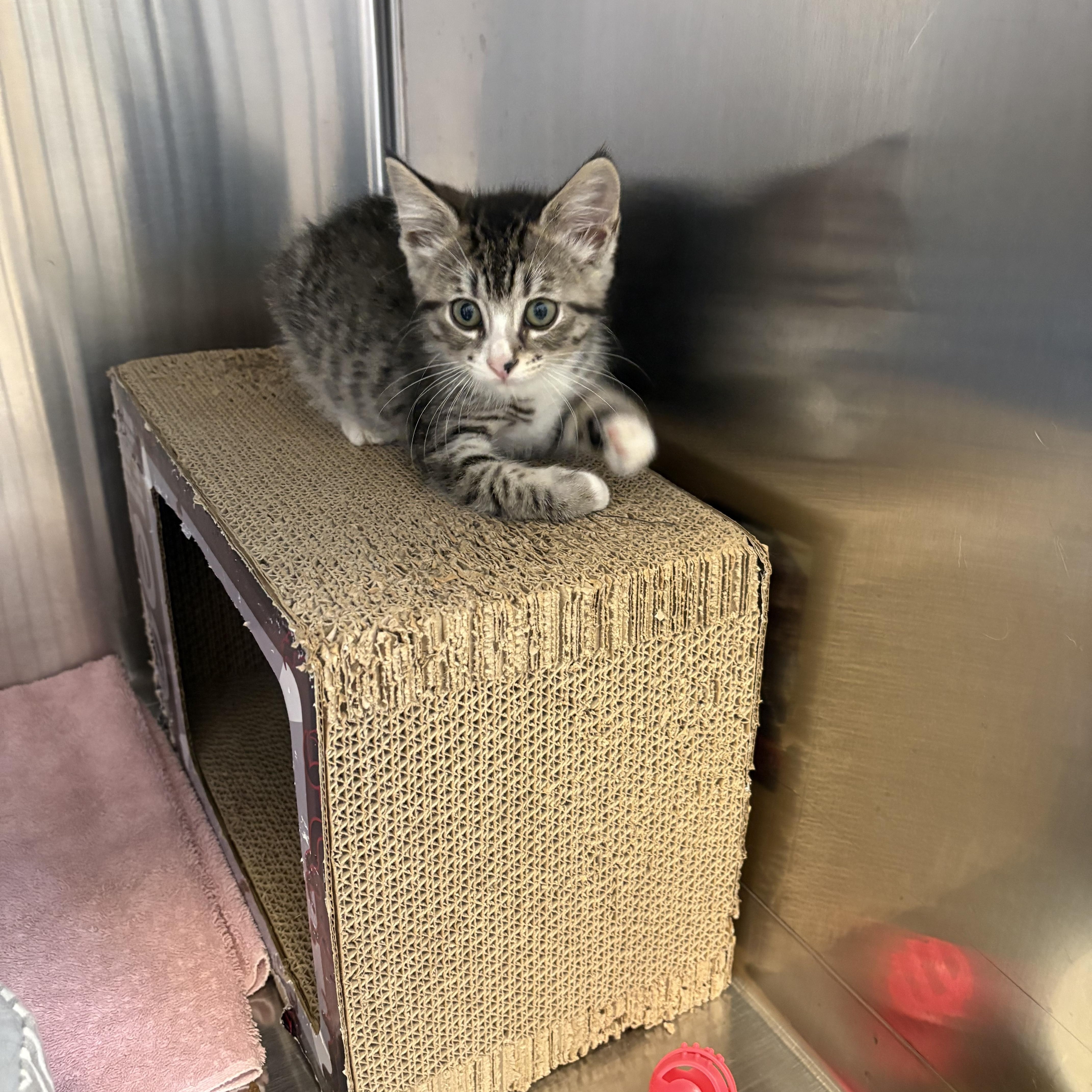 Petal, an adopted Domestic Short Hair in Everett, ON image 4/4