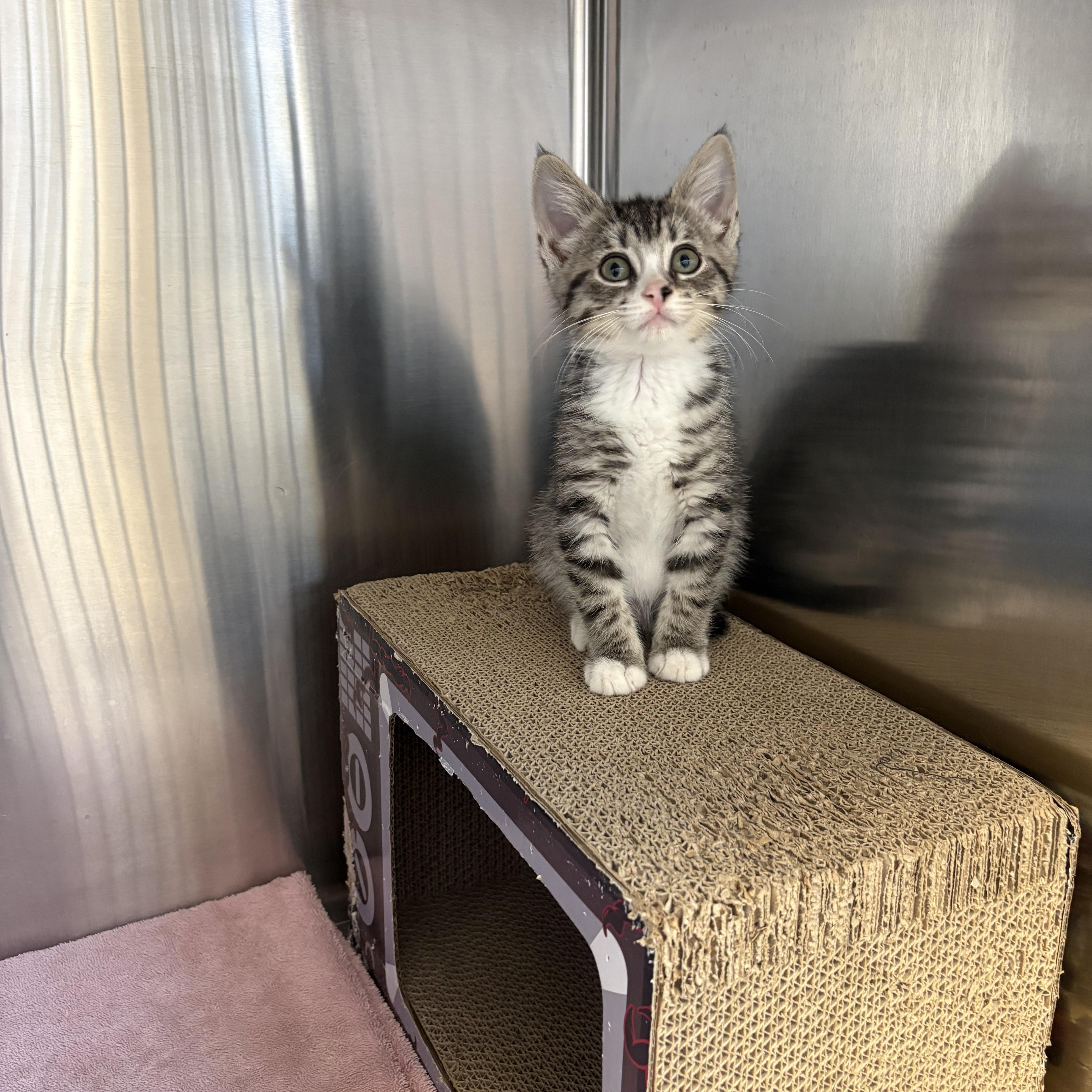 Petal, adopted, Kitten Female Domestic Short Hair.