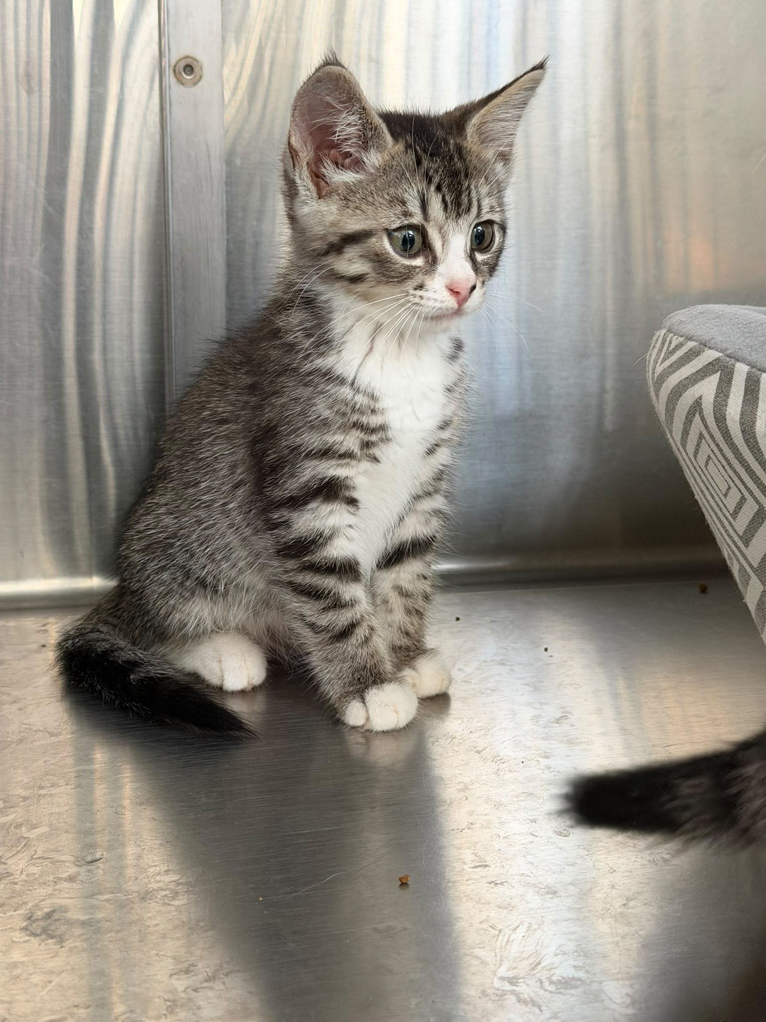 Petal, an adopted Domestic Short Hair in Everett, ON image 2/4